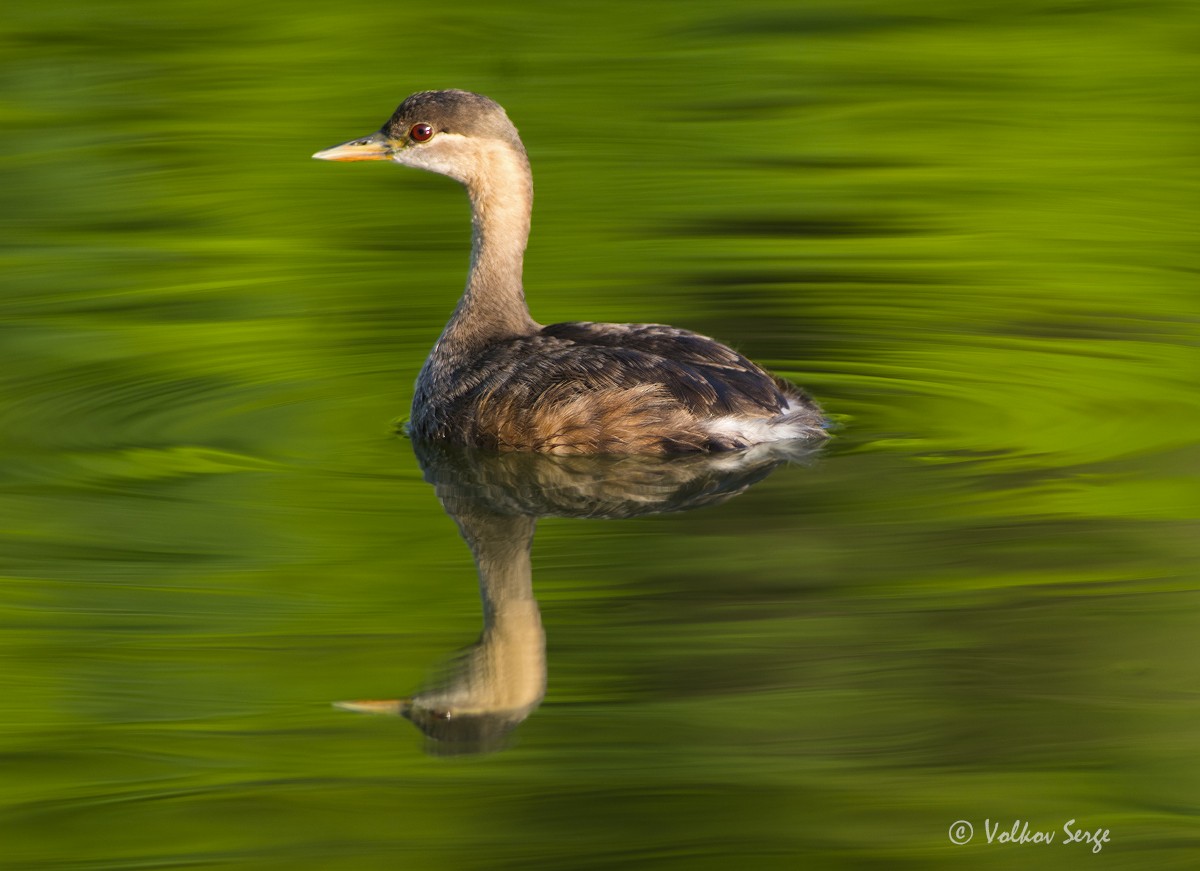 Madagascar Grebe - Volkov Sergey