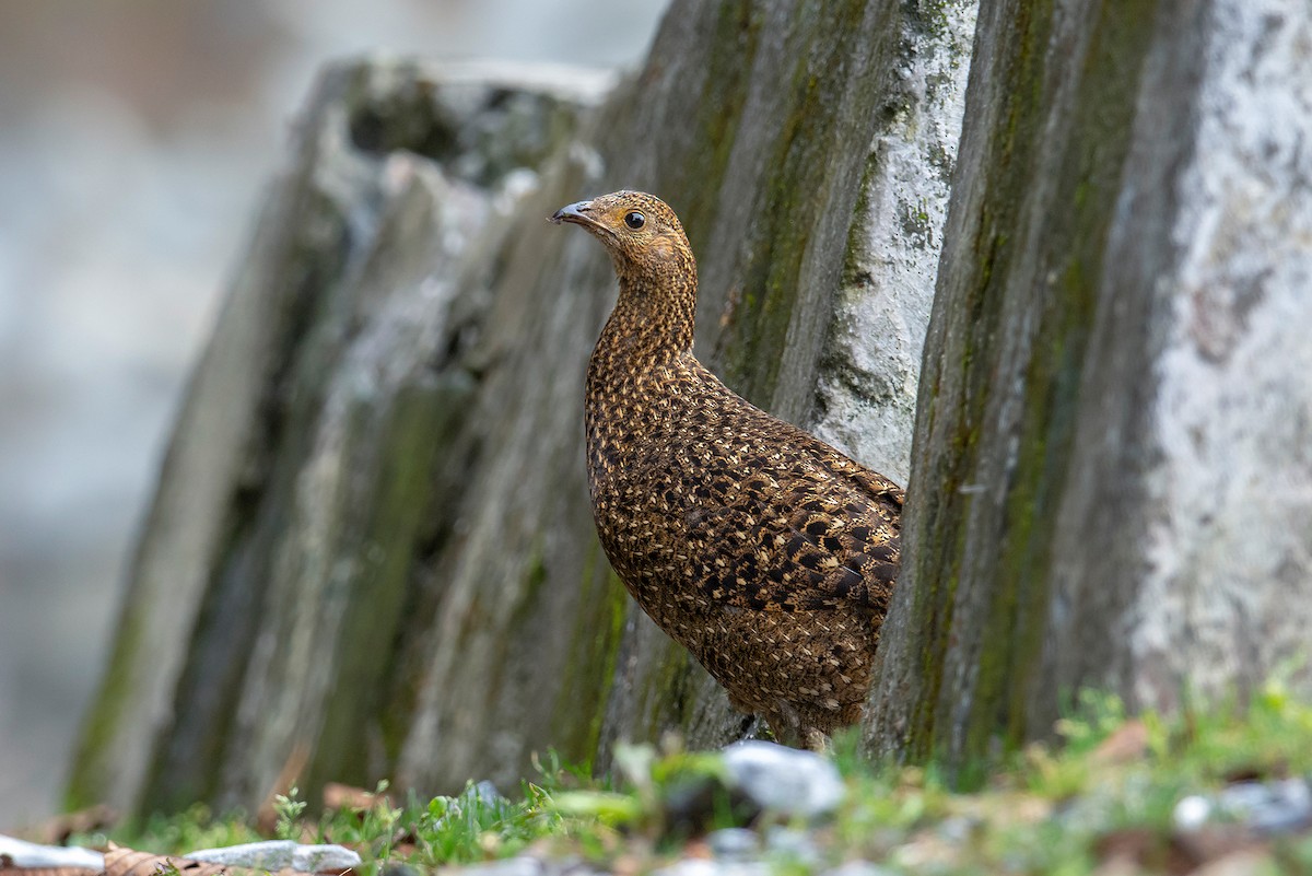 Blyth's Tragopan - ML230888761