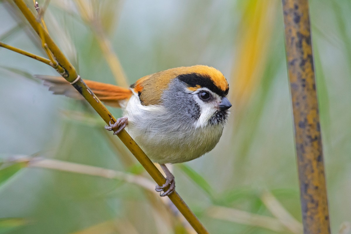 Black-throated Parrotbill - Aseem Kothiala