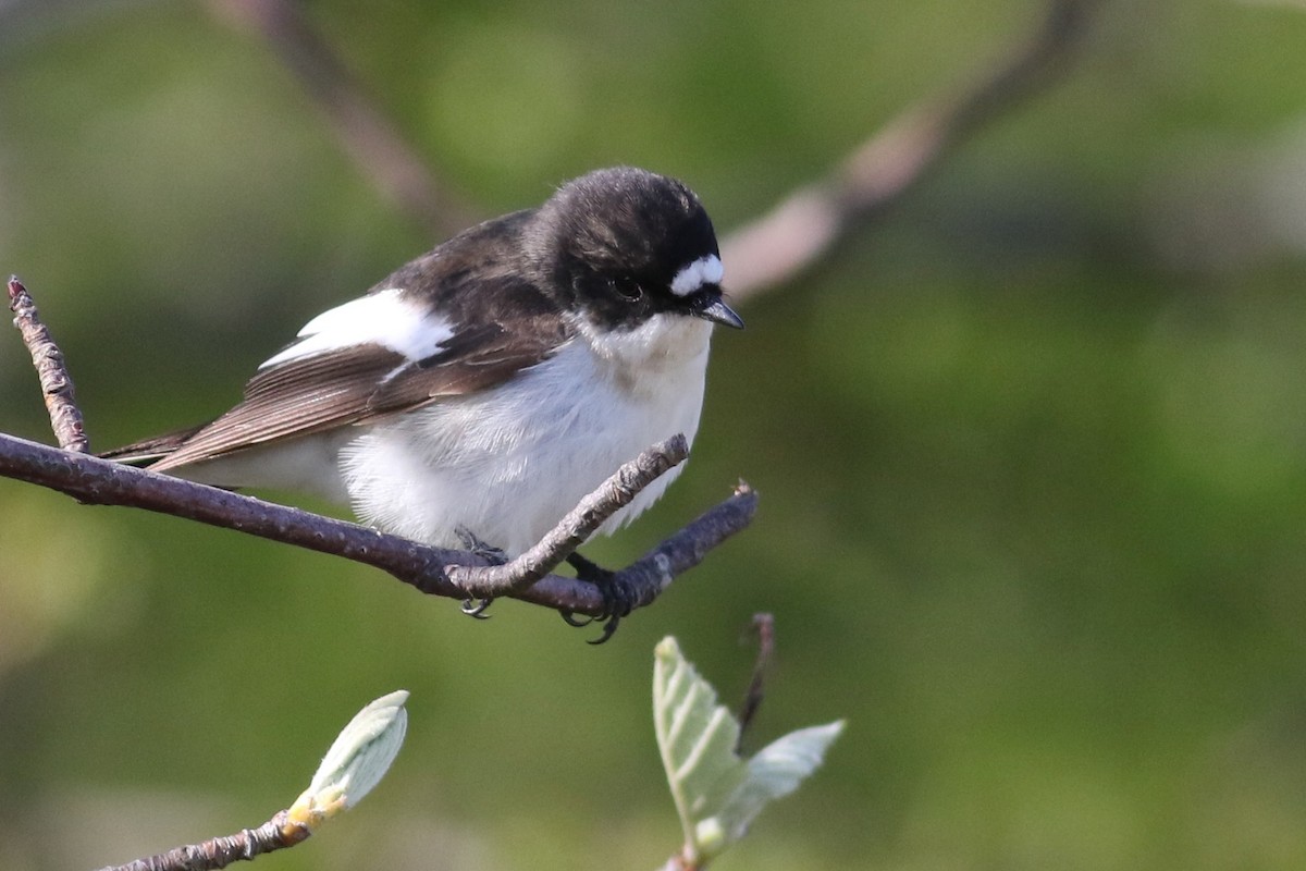 European Pied Flycatcher - ML230889061