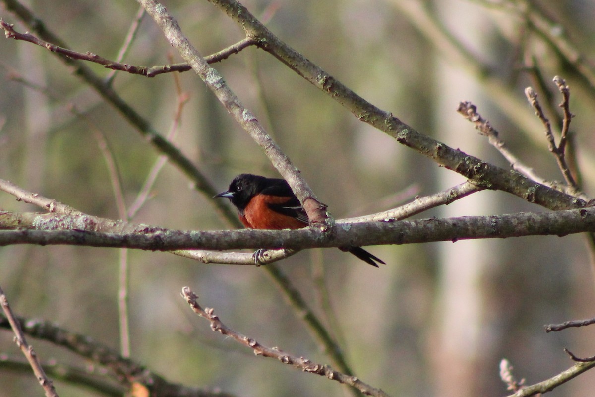 Orchard Oriole - ML230889441