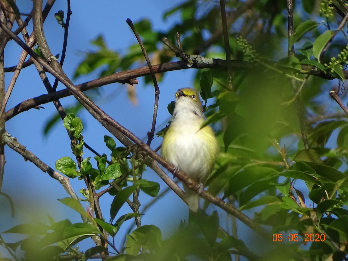 White-eyed Vireo - Dennis Miranda