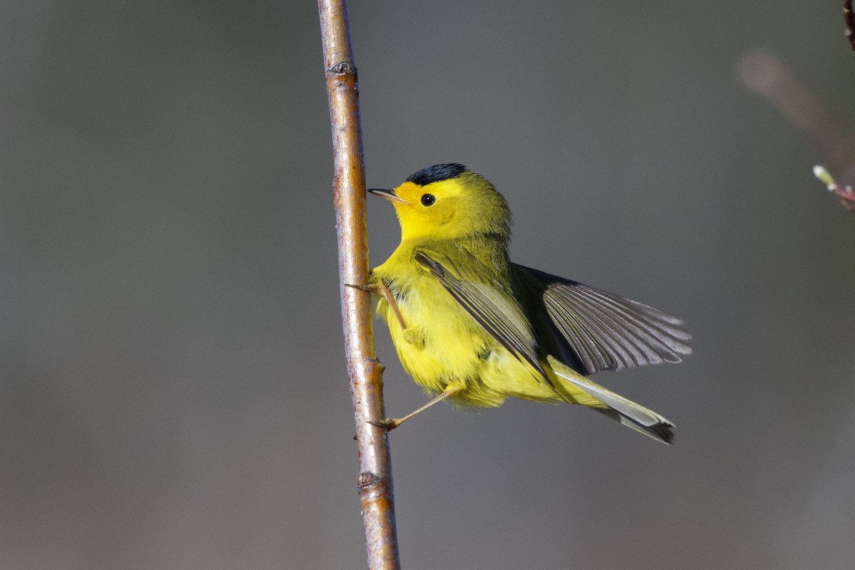 Wilson's Warbler - ML230890441