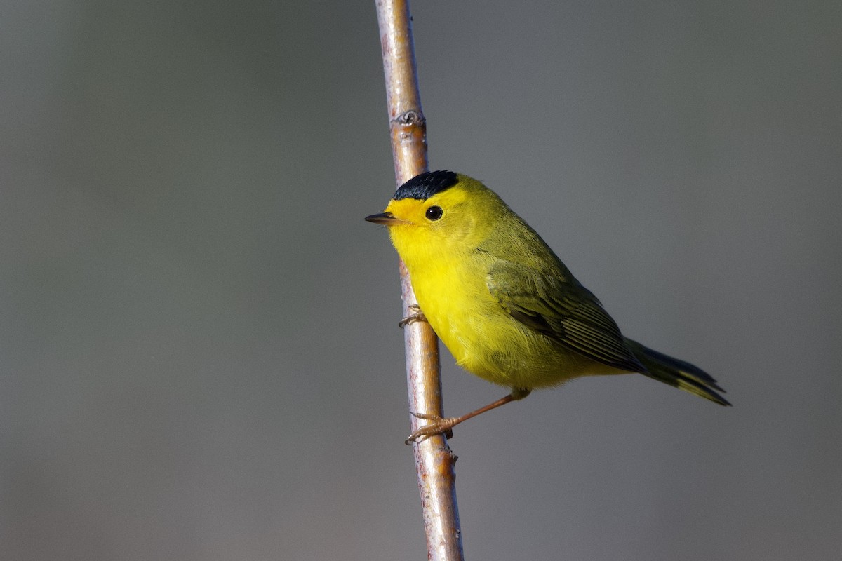 Wilson's Warbler - Adam Perrier