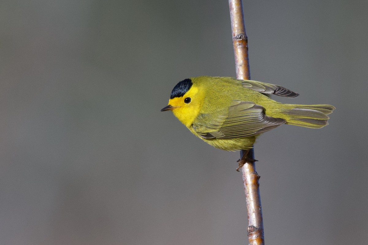 Wilson's Warbler - ML230890541