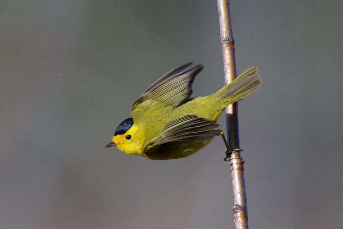 Wilson's Warbler - ML230890591