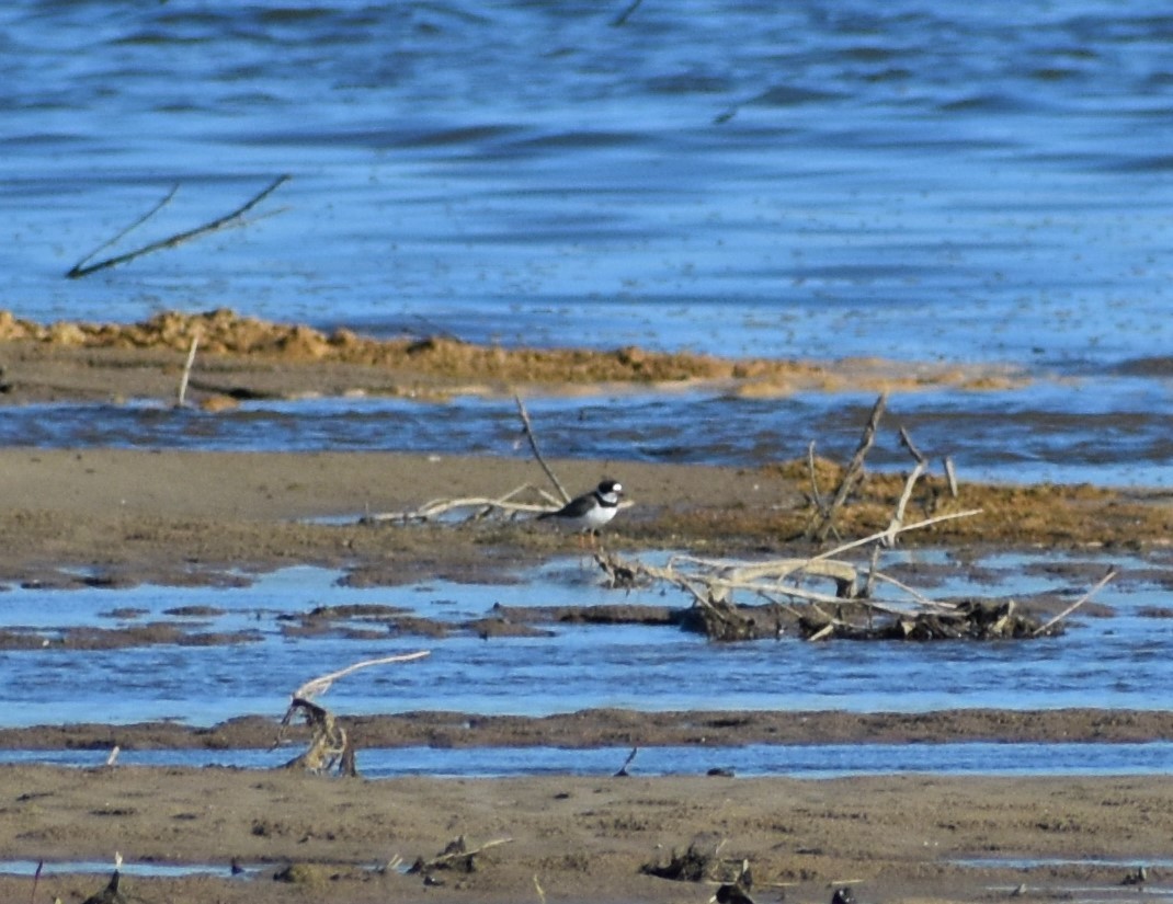 Semipalmated Plover - ML230890671