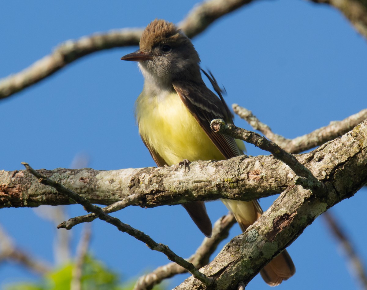 Great Crested Flycatcher - ML230891081