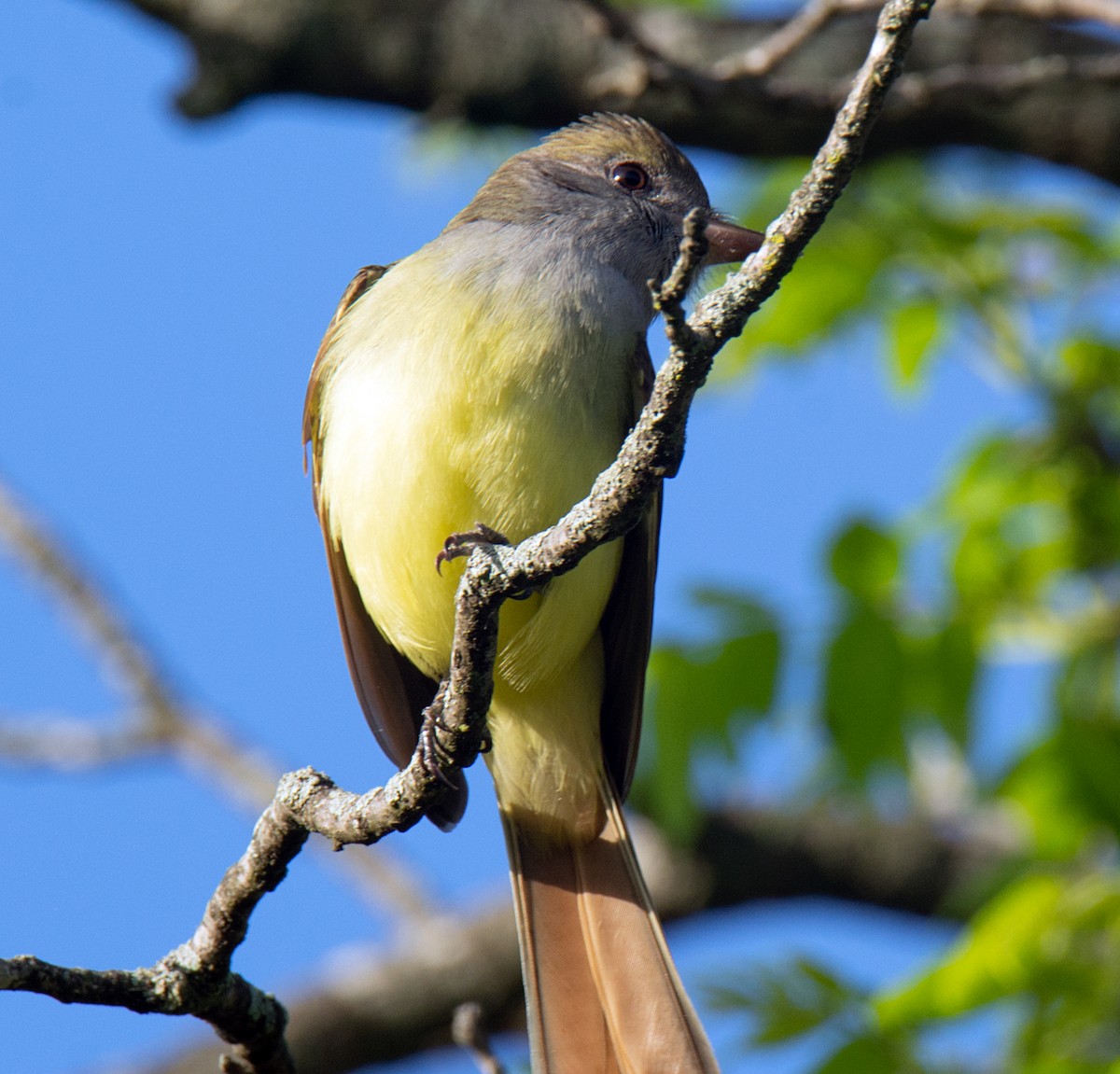 Great Crested Flycatcher - ML230891951