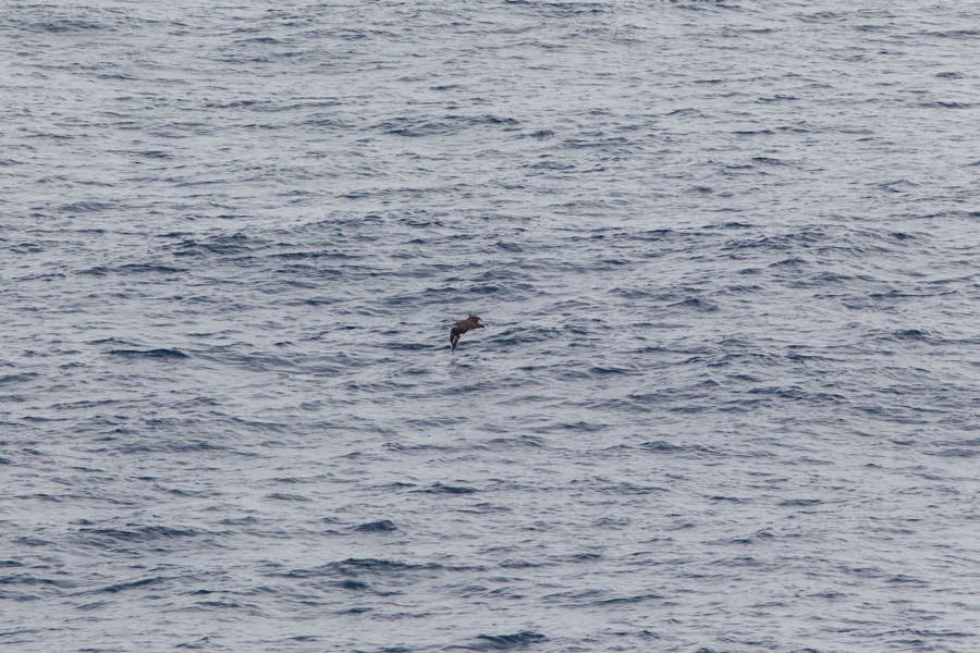 Great Skua - ML230892551