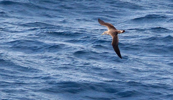 Cory's Shearwater - Bruce Mactavish