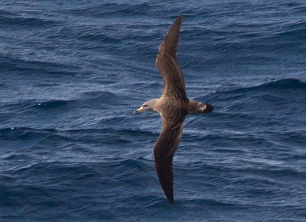 Cory's Shearwater - ML230895551