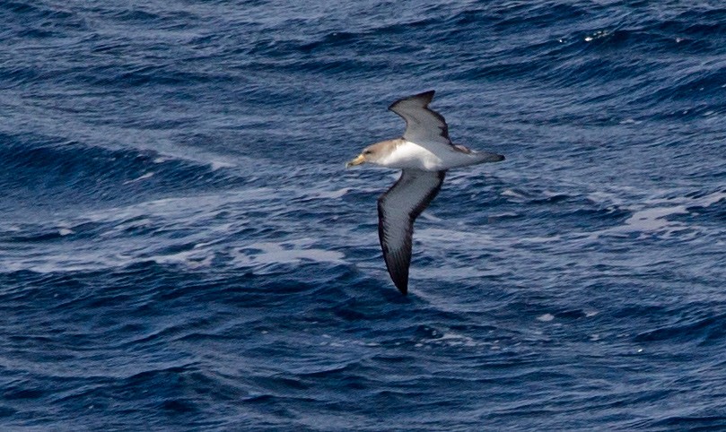 Cory's Shearwater - ML230895571