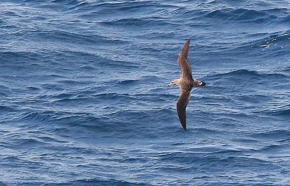 Cory's Shearwater - ML230895581