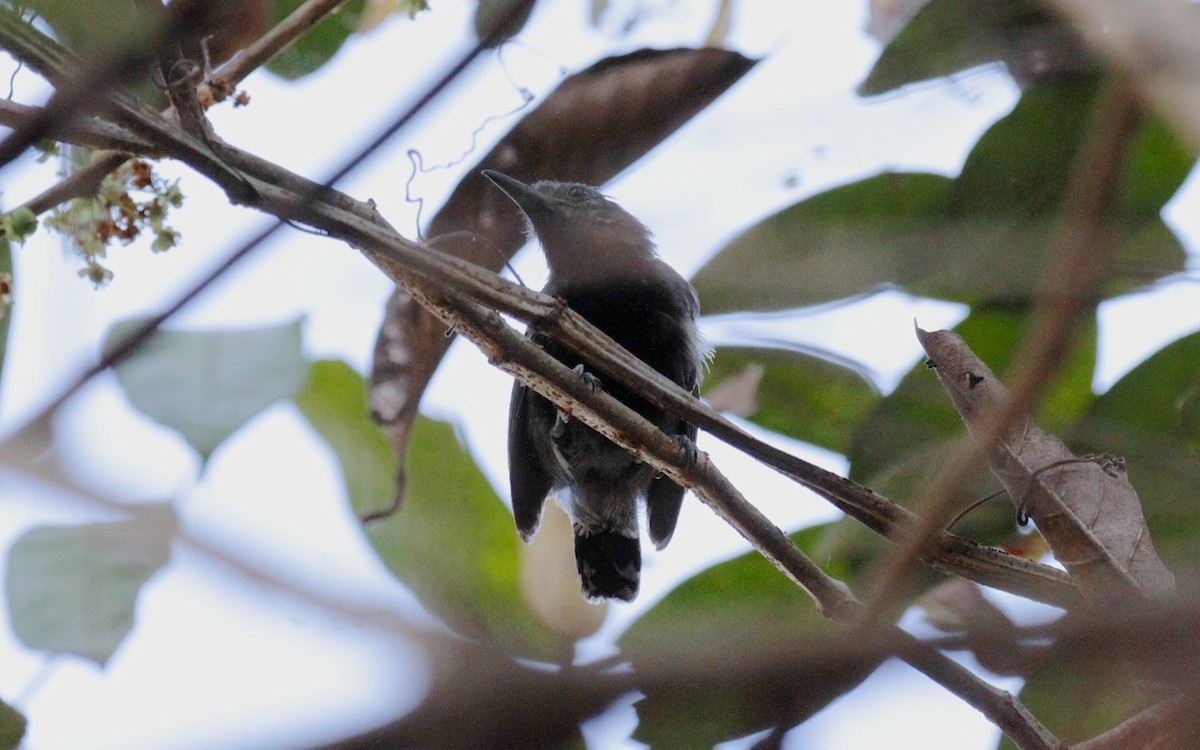 Long-winged Antwren - ML230896351