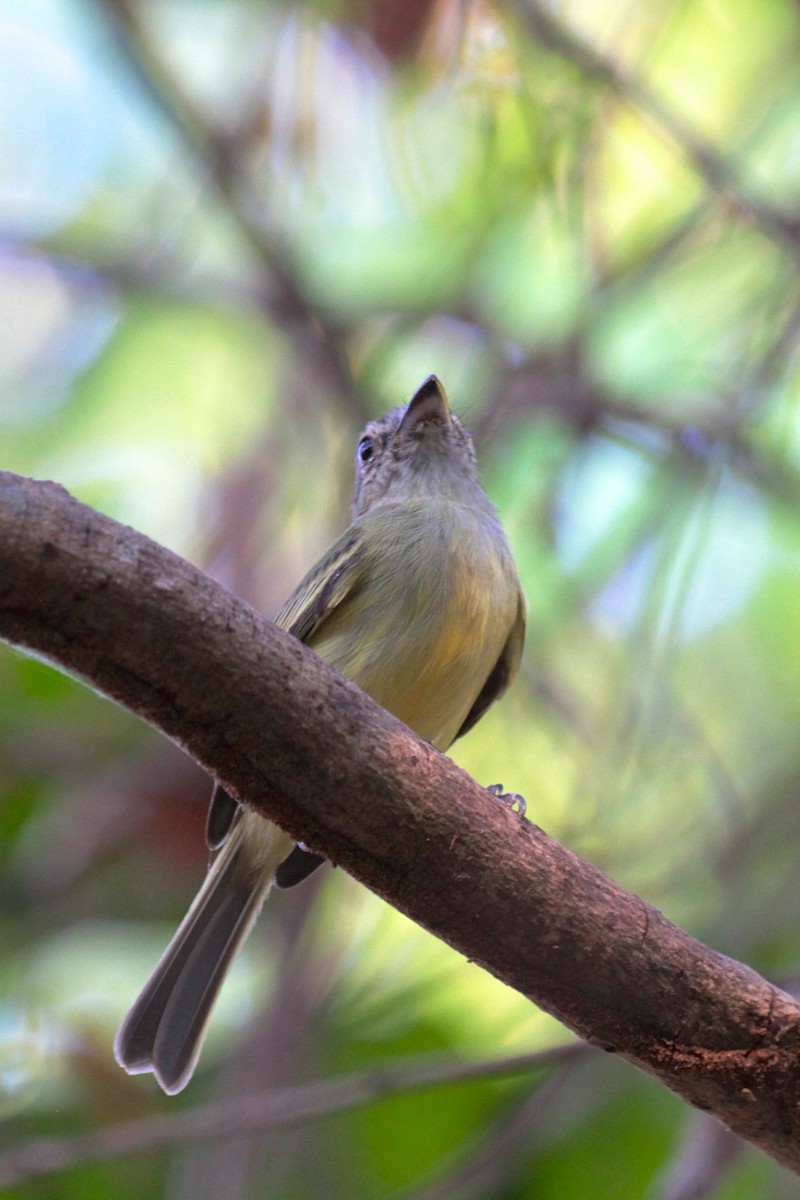 Gray-crowned Flatbill - ML230896561