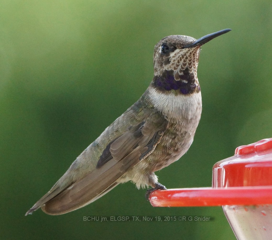 Black-chinned Hummingbird - Rick Snider