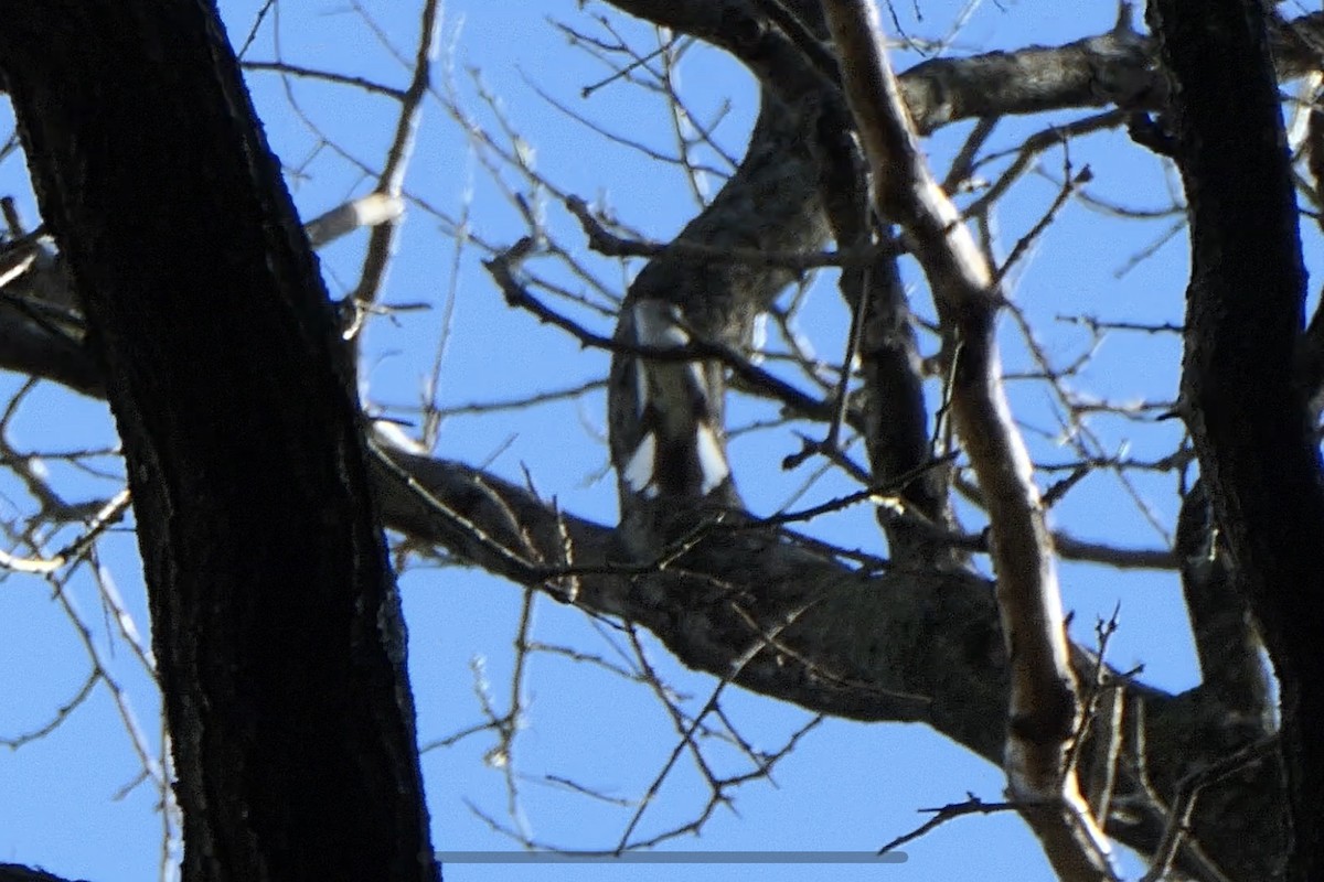 ブユムシクイ - ML230898261