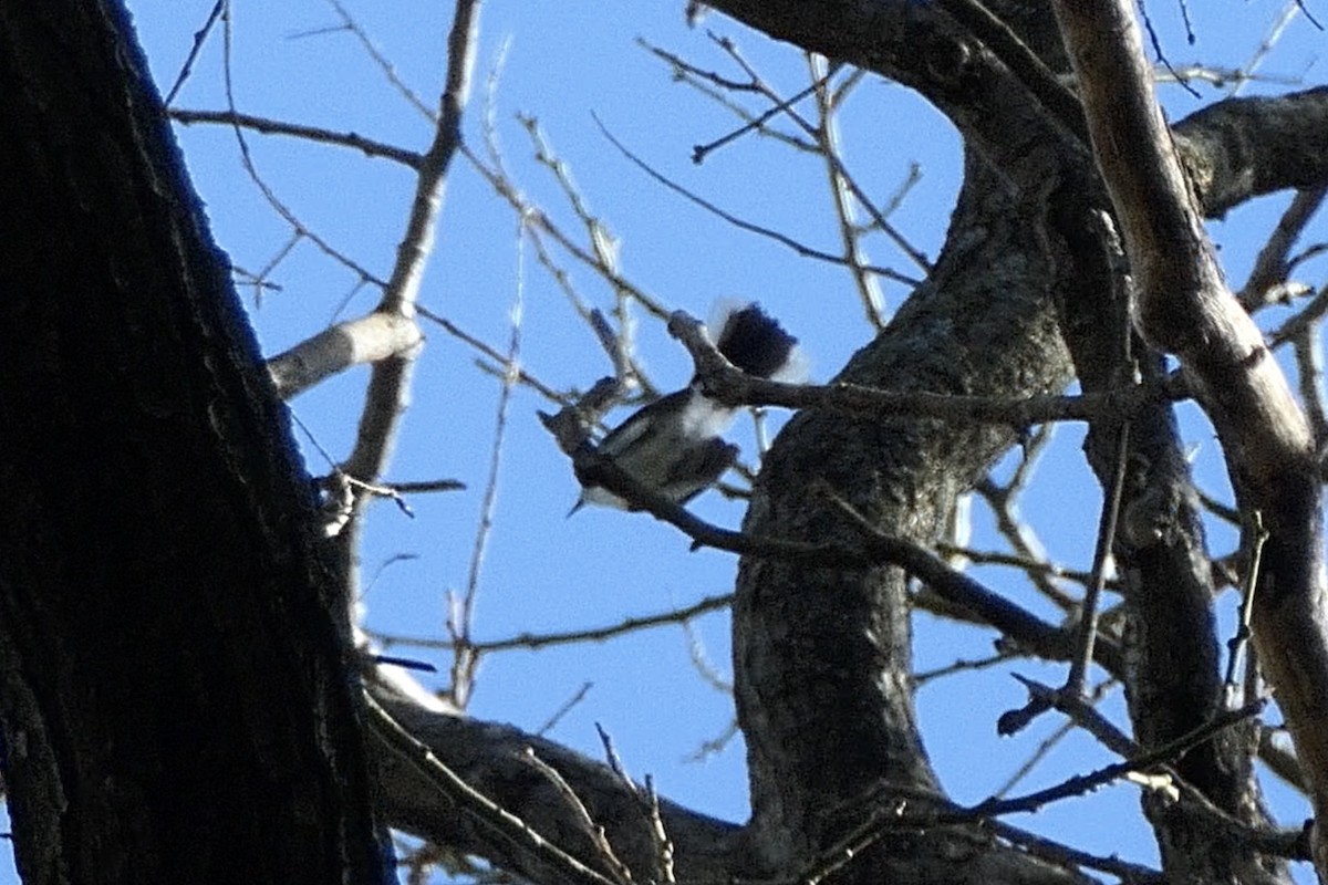 ブユムシクイ - ML230898271