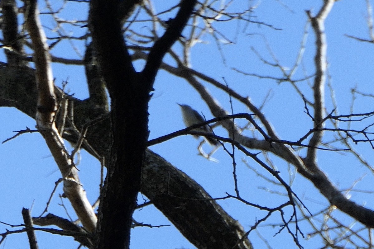 ブユムシクイ - ML230898281