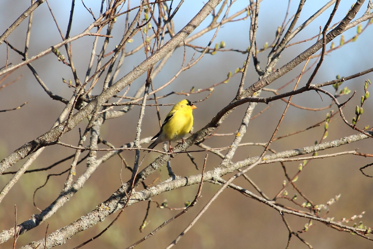 American Goldfinch - ML230898871