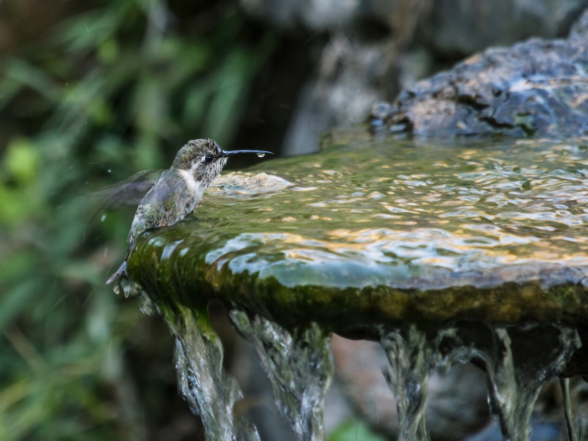 Colibrí de Myrtis - ML230898941