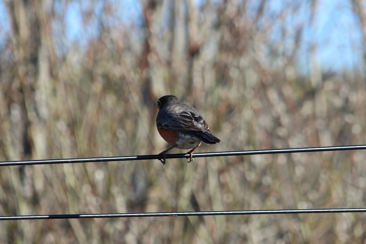 American Robin - ML230899071