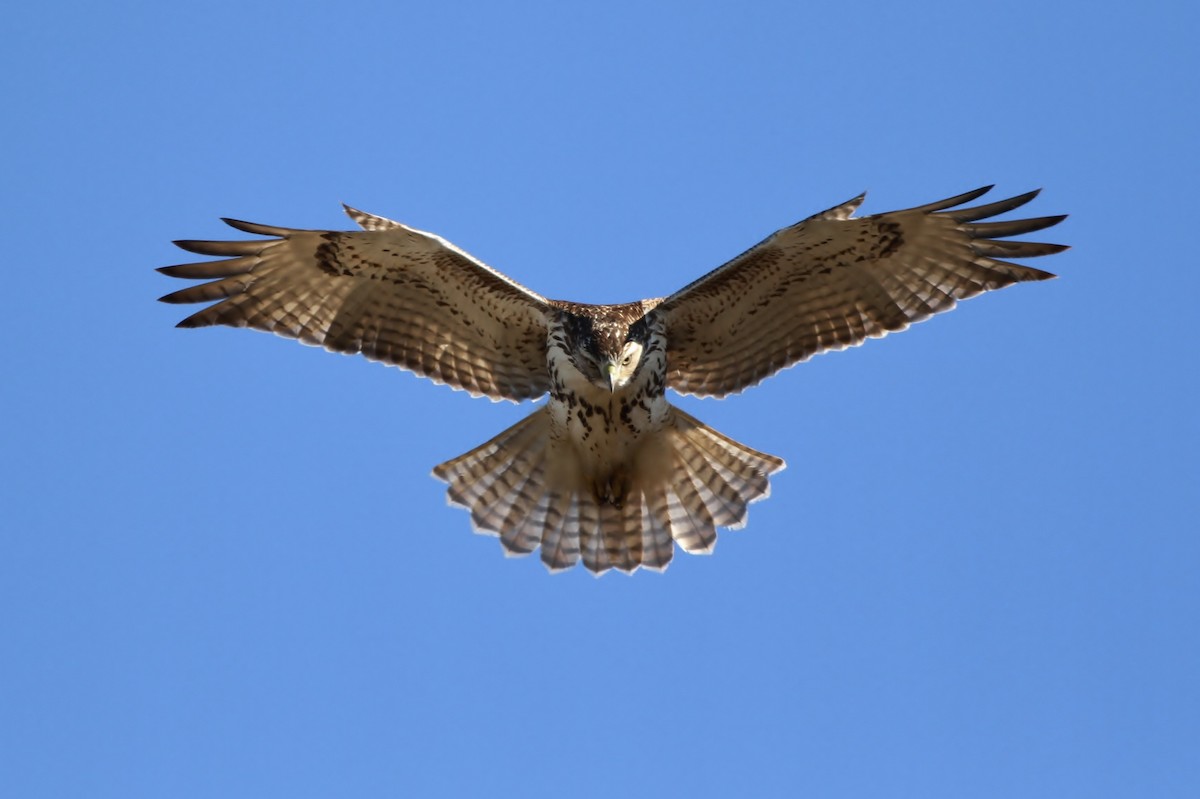 Red-tailed Hawk - ML23089911