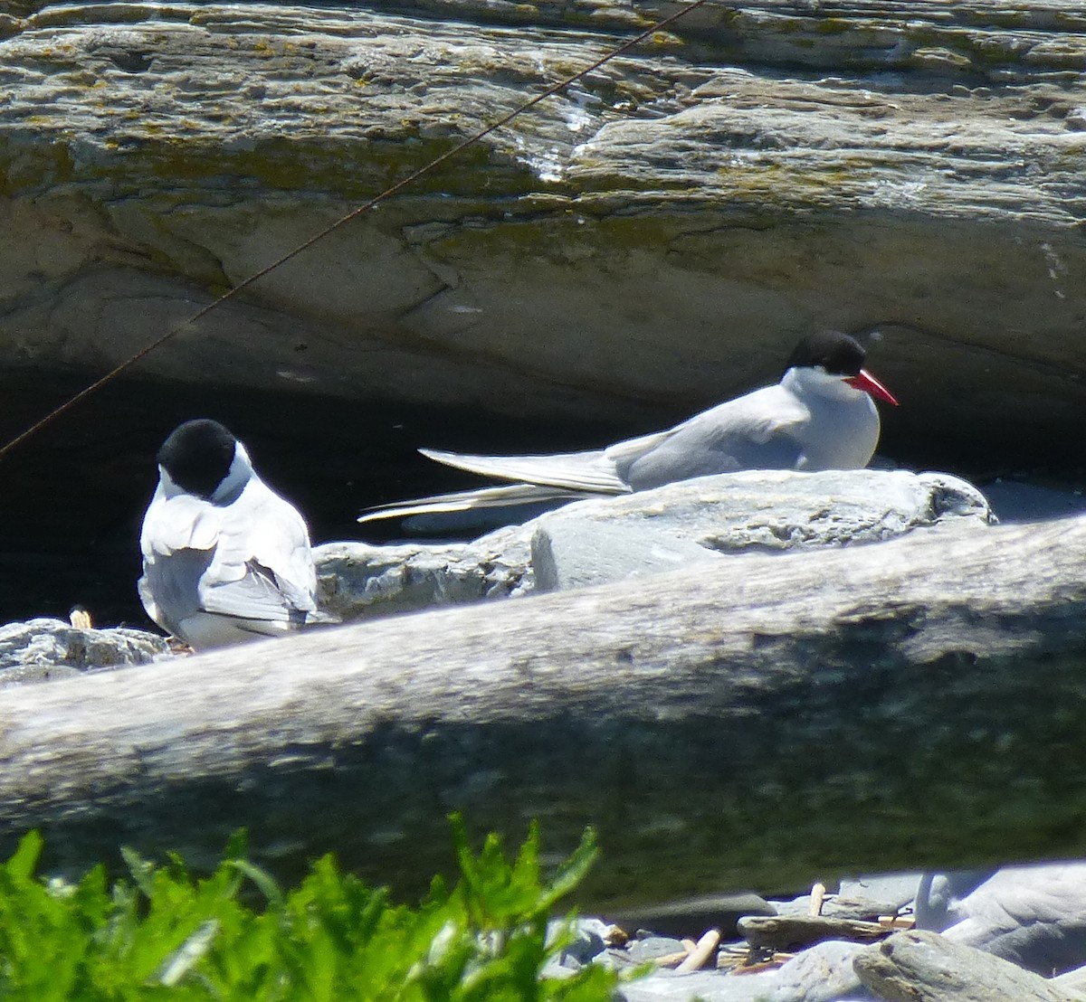 Arctic Tern - ML230901231