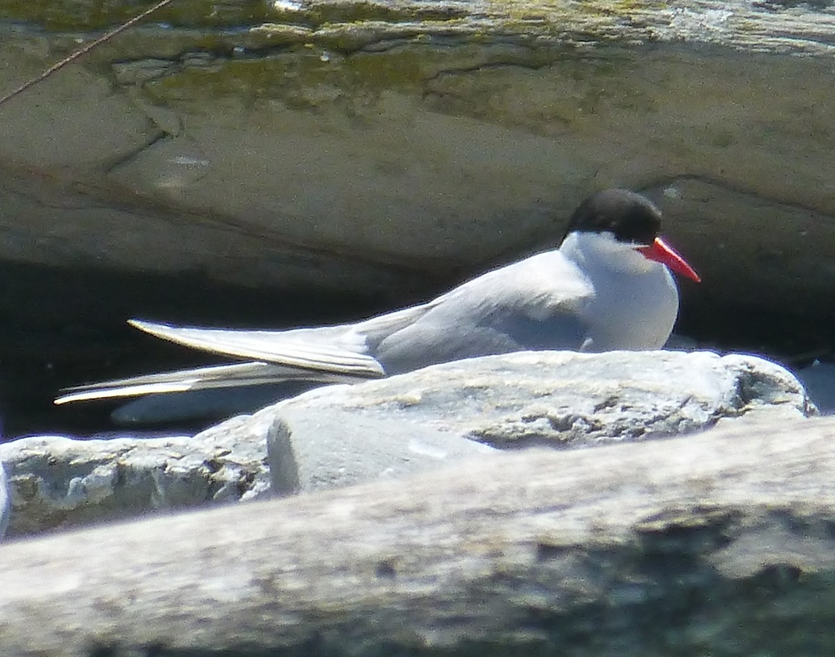 Arctic Tern - ML230901241