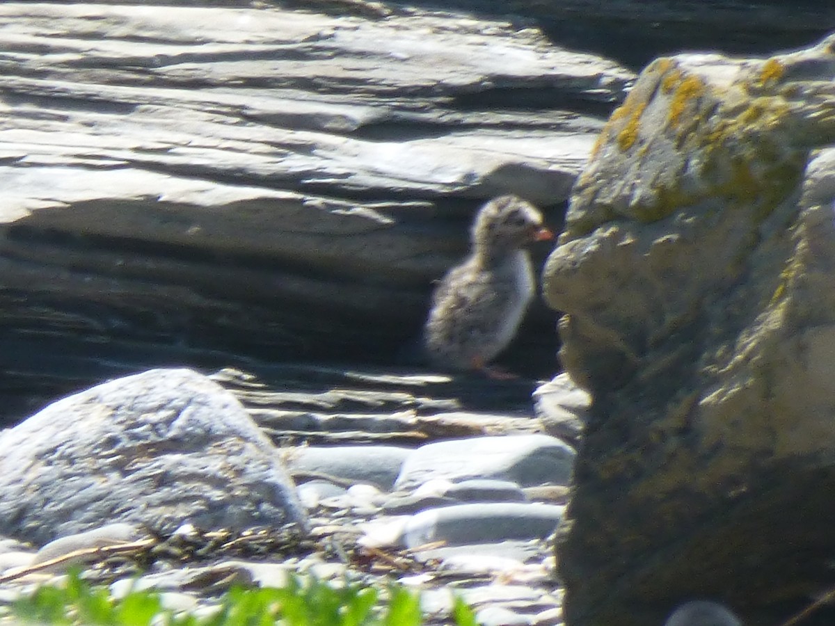 Arctic Tern - ML230901261