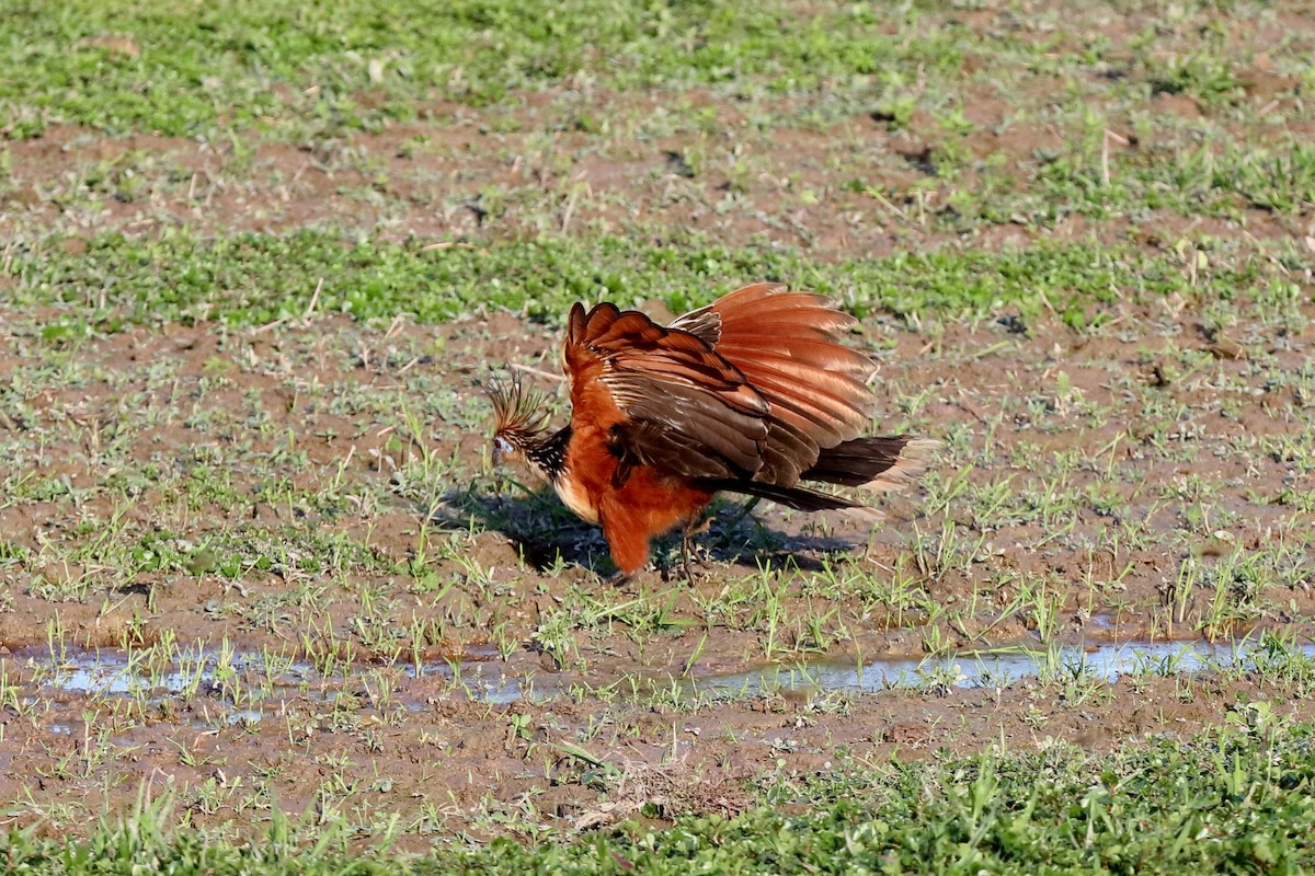 Hoatzin - ML230901621