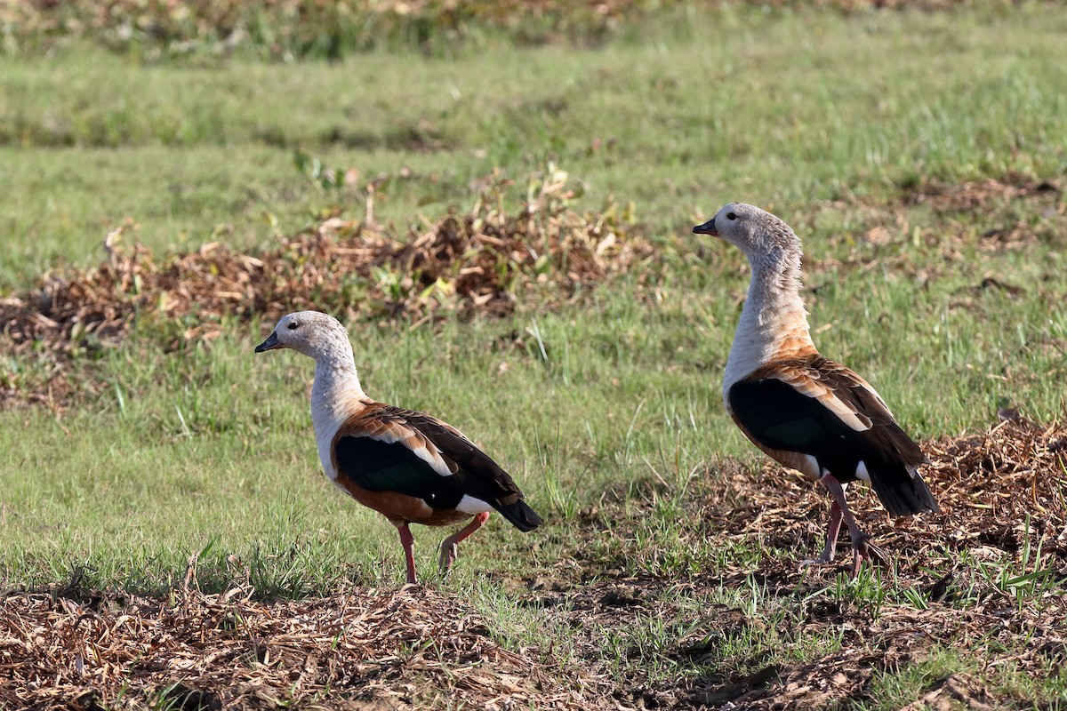 Orinoco Goose - ML230901761