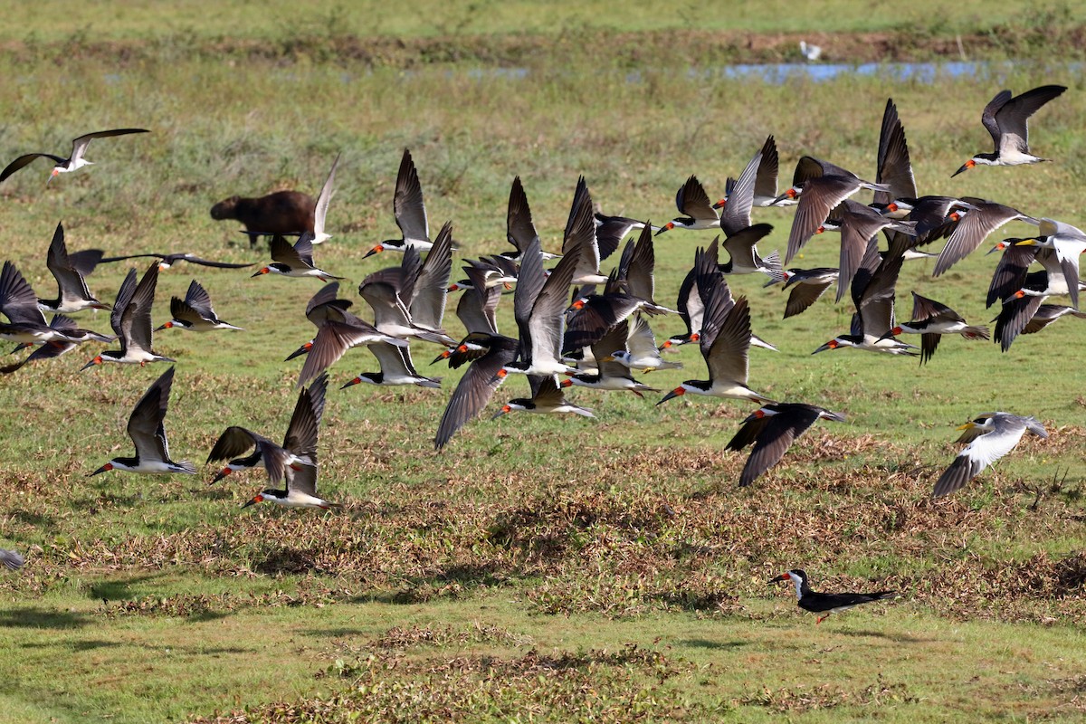 Black Skimmer - ML230901961