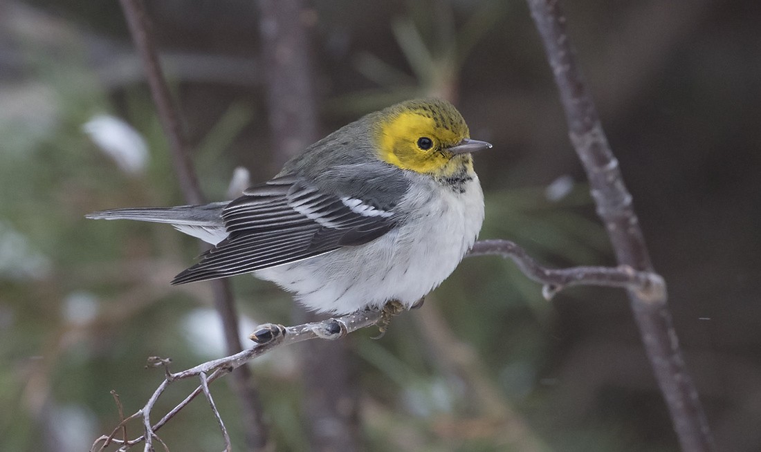 Hermit Warbler - ML230902511