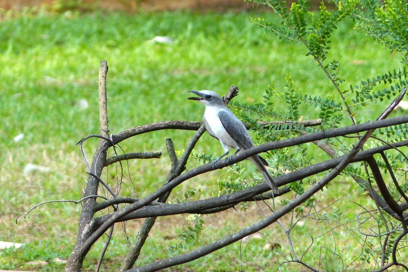 White-bellied Cuckooshrike - ML23090441