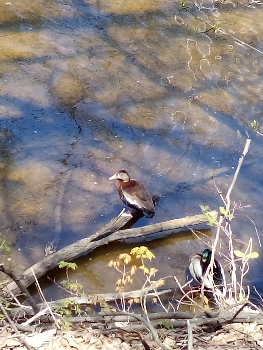 Black-bellied Whistling-Duck - ML230905641