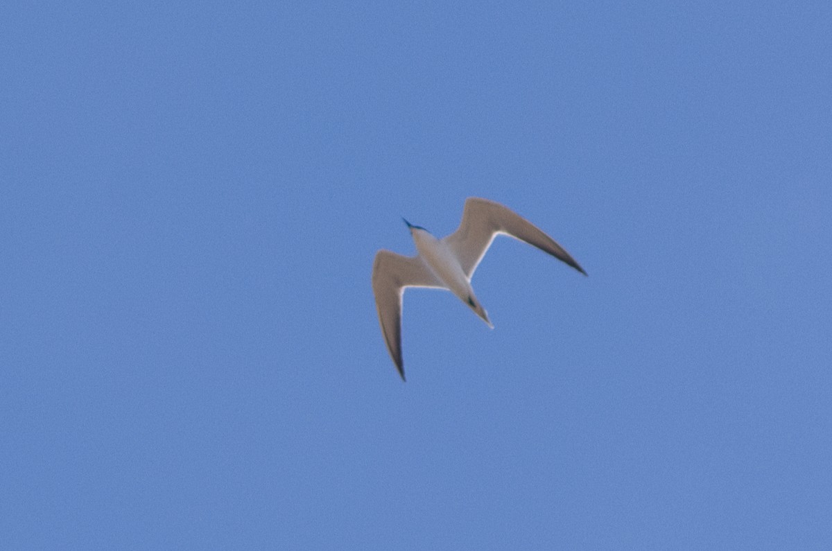 Gull-billed Tern - ML230905681