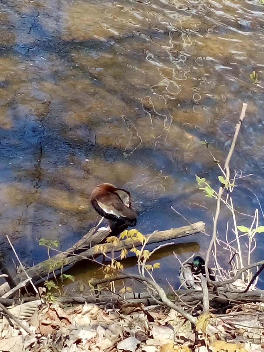 Black-bellied Whistling-Duck - ML230905741