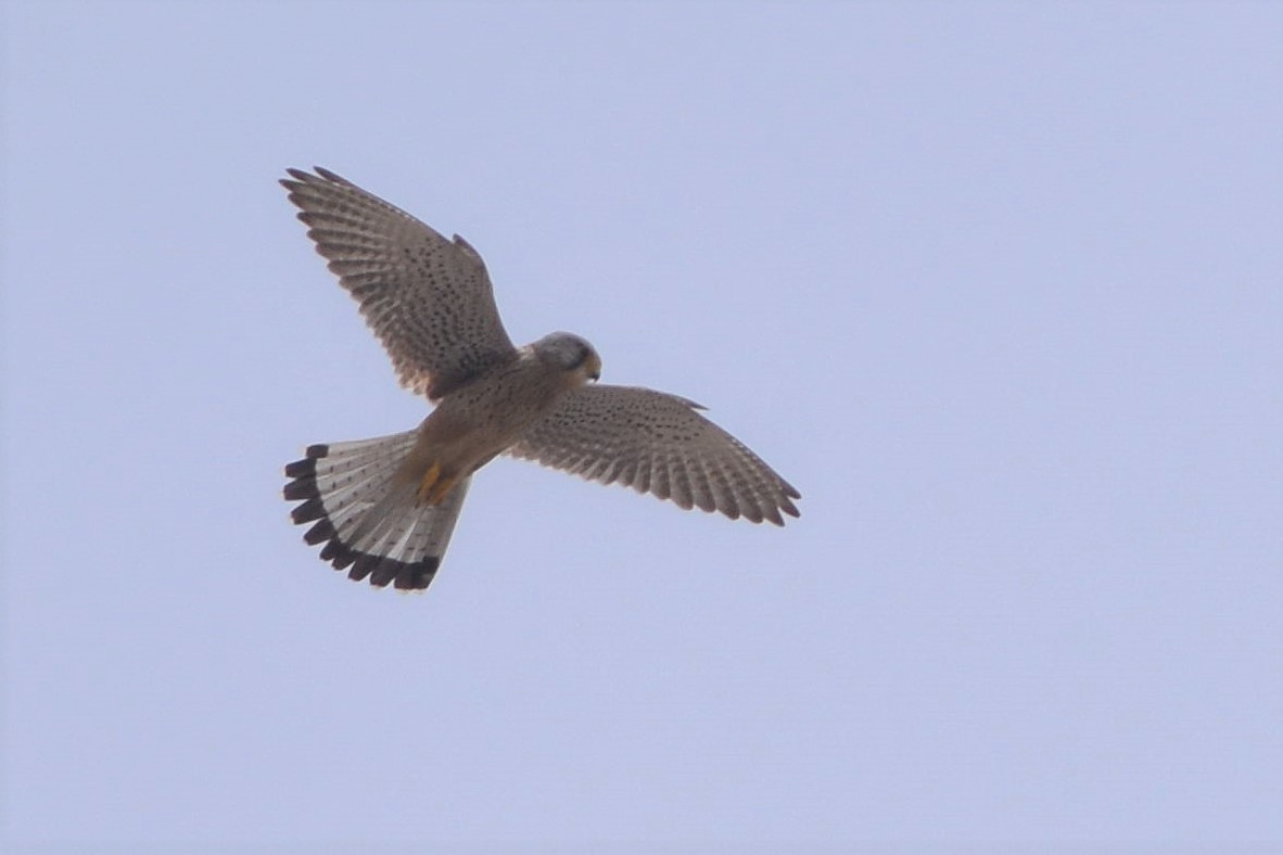 Eurasian Kestrel - Lorenzo Cocco