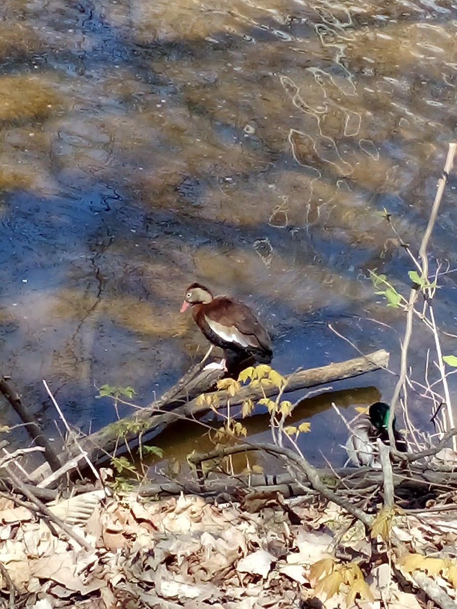 Black-bellied Whistling-Duck - ML230905841