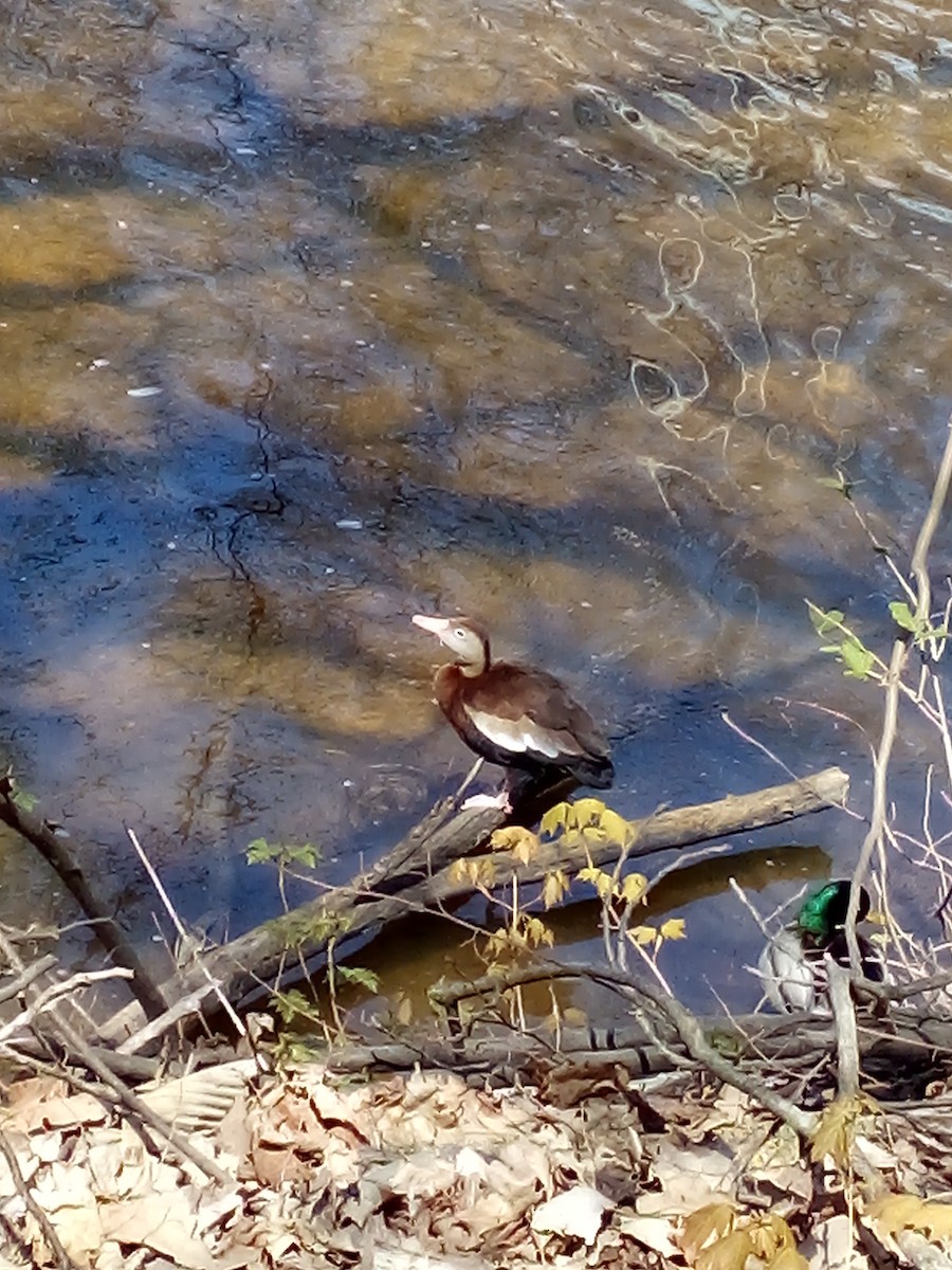Black-bellied Whistling-Duck - ML230905861