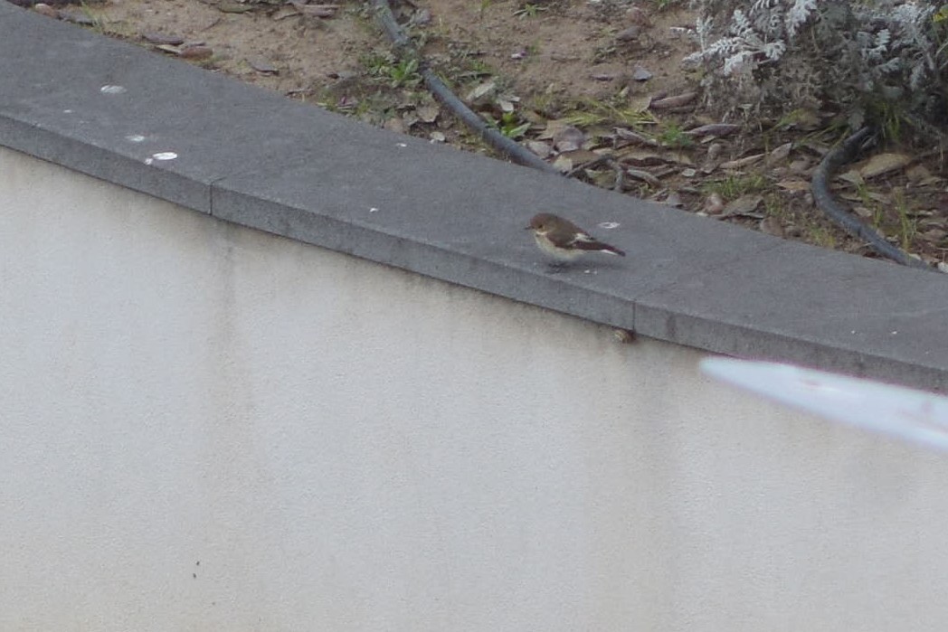 European Pied Flycatcher - ML230905881