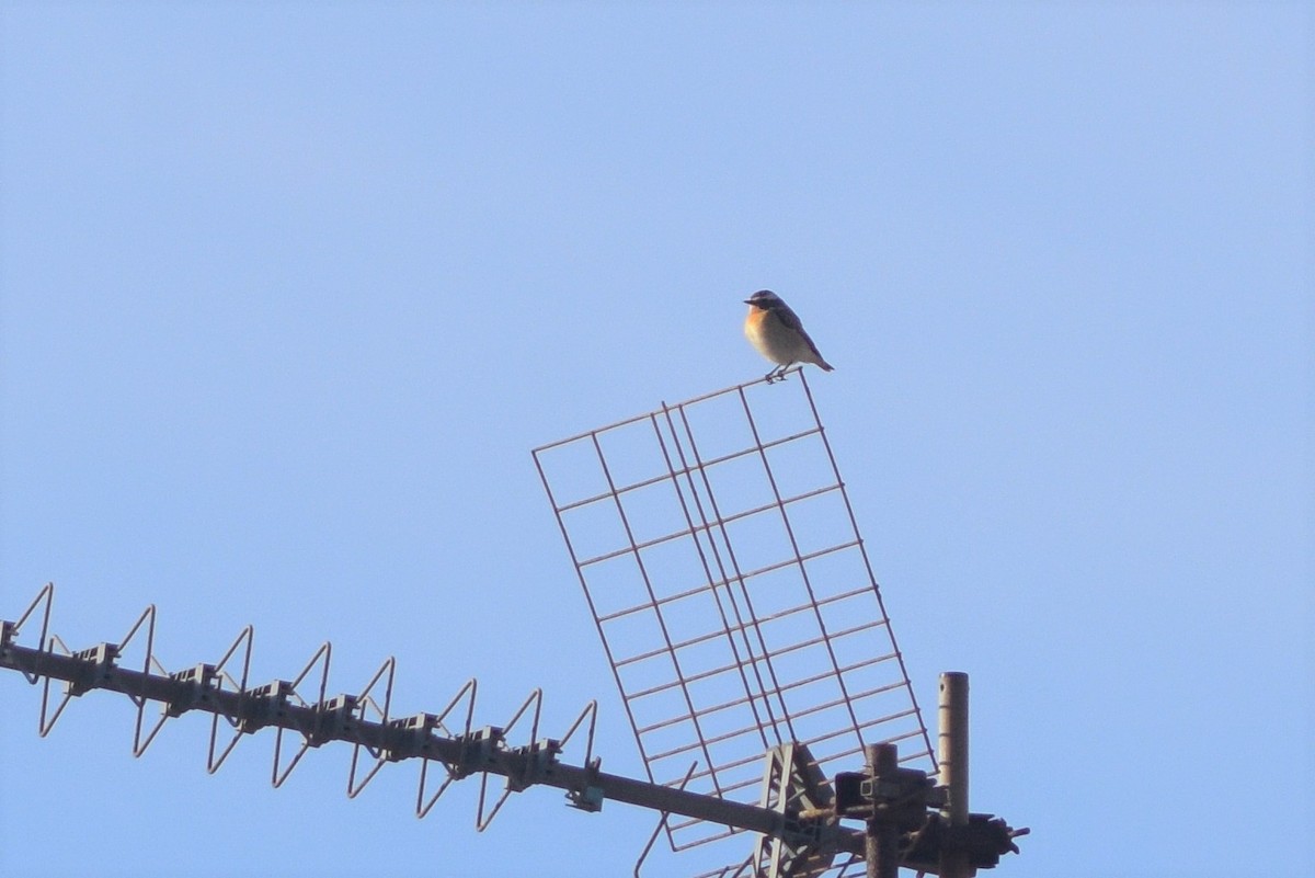 Whinchat - Lorenzo Cocco