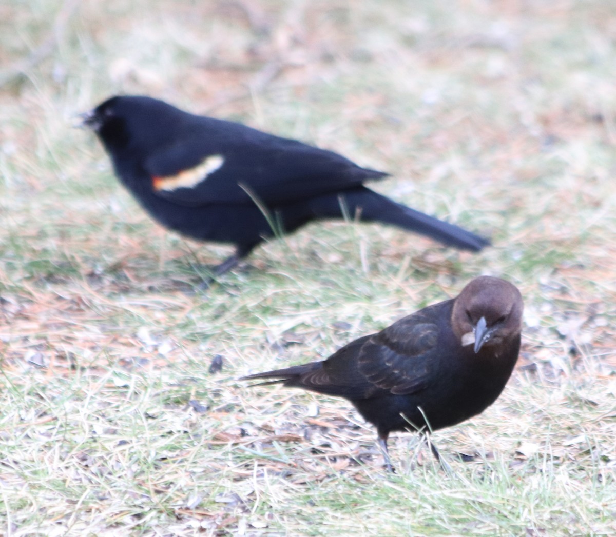 Brown-headed Cowbird - ML230906251