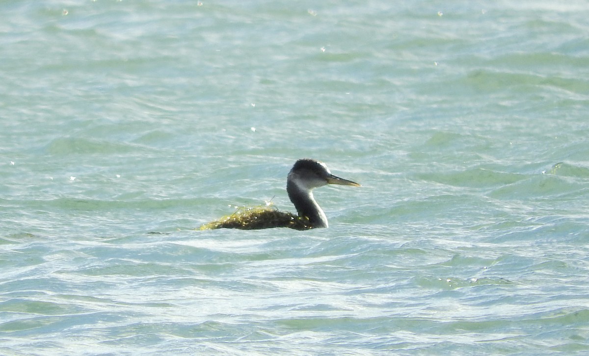 Red-necked Grebe - Noam Markus