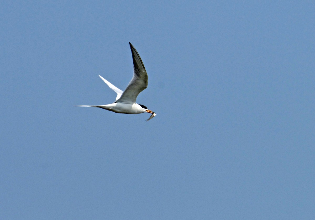 Forster's Tern - Bill Schmoker