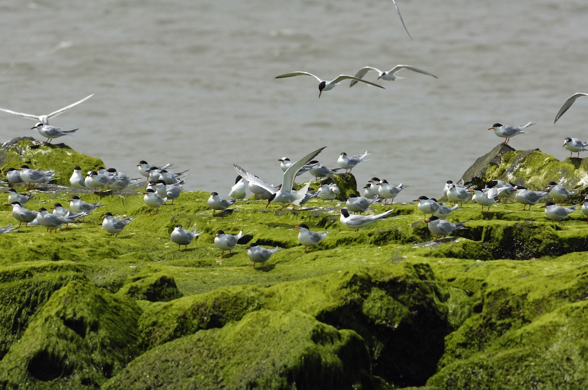 Forster's Tern - ML230906741