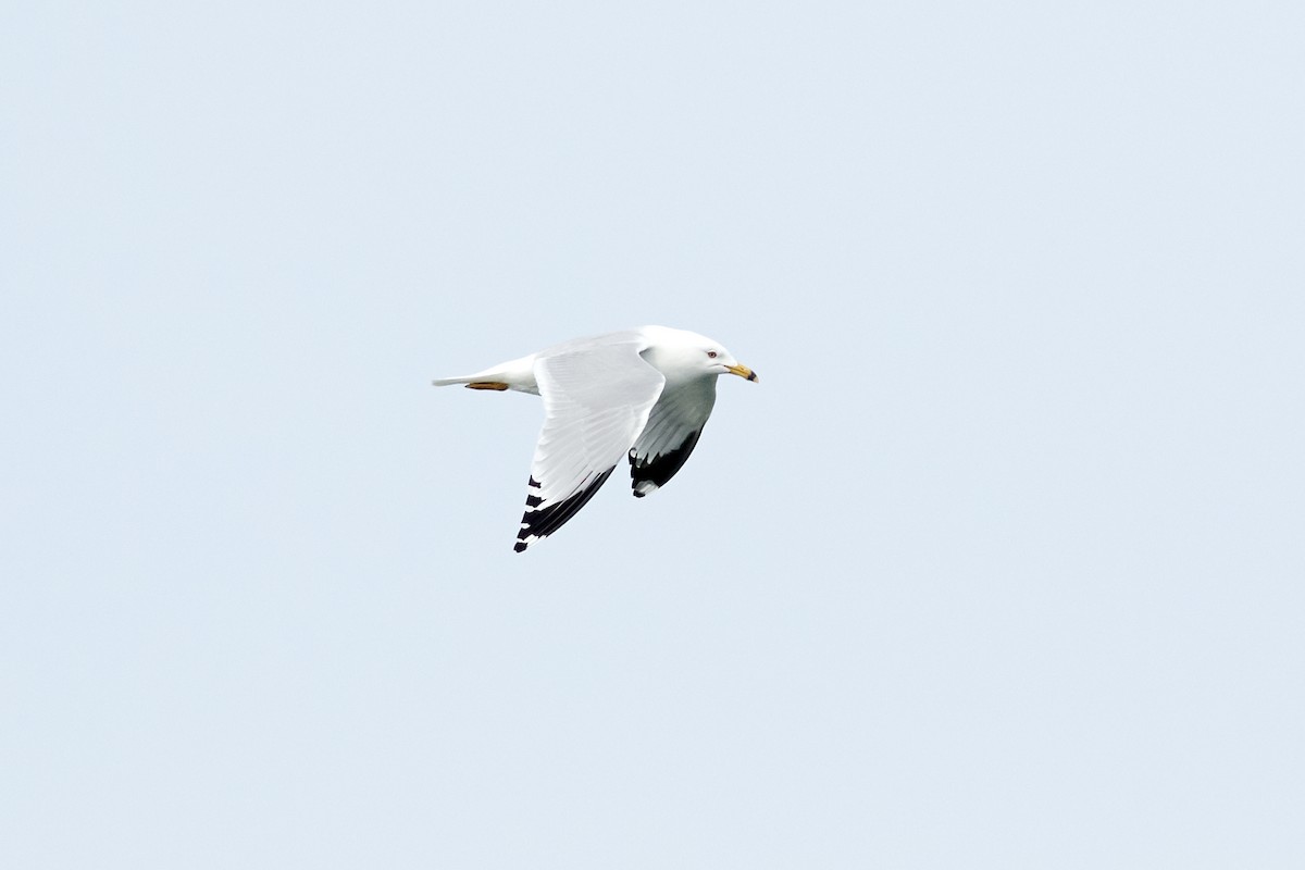 Ring-billed Gull - ML230909591