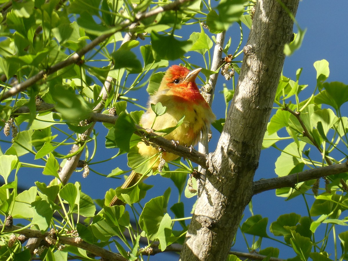 Summer Tanager - Ben Louis